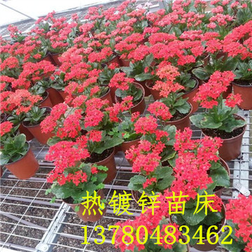 <a href='/' target='_blank'><a href='http://www.nano-medtech.cn/miaochuangsheshi/203.html'target='_blank'>花架網(wǎng)</a></a>